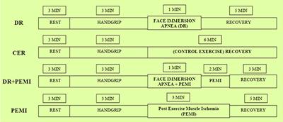 Cardiovascular Responses to Simultaneous Diving and Muscle Metaboreflex Activation